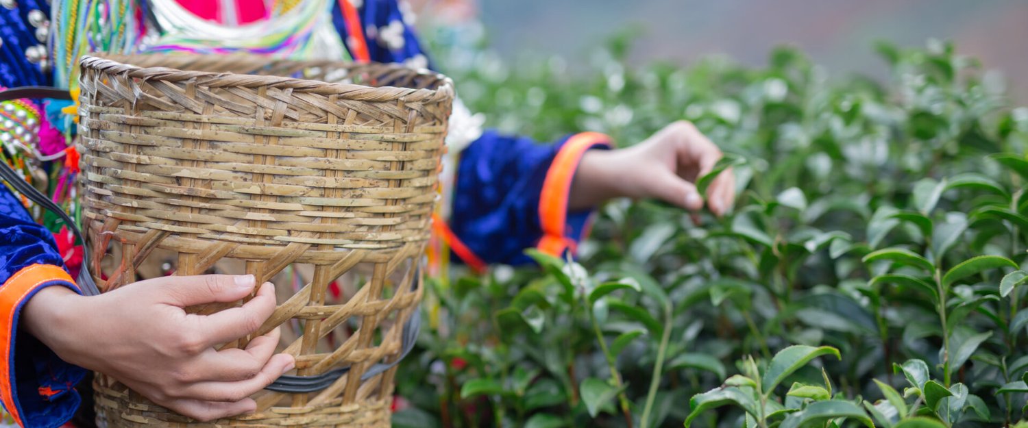 Komunitas Muslim dan Perkebunan Teh di Cina/freepik.com