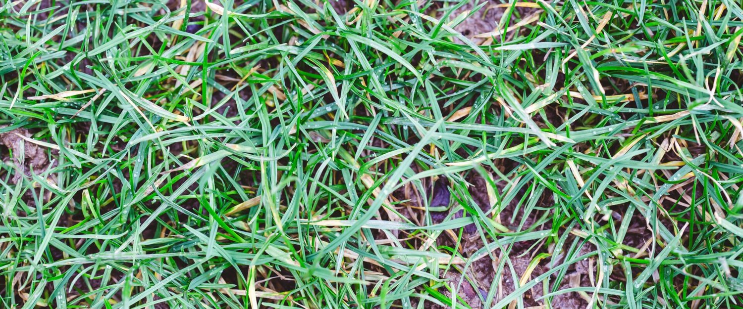 Rumput Kuburan/Freepik