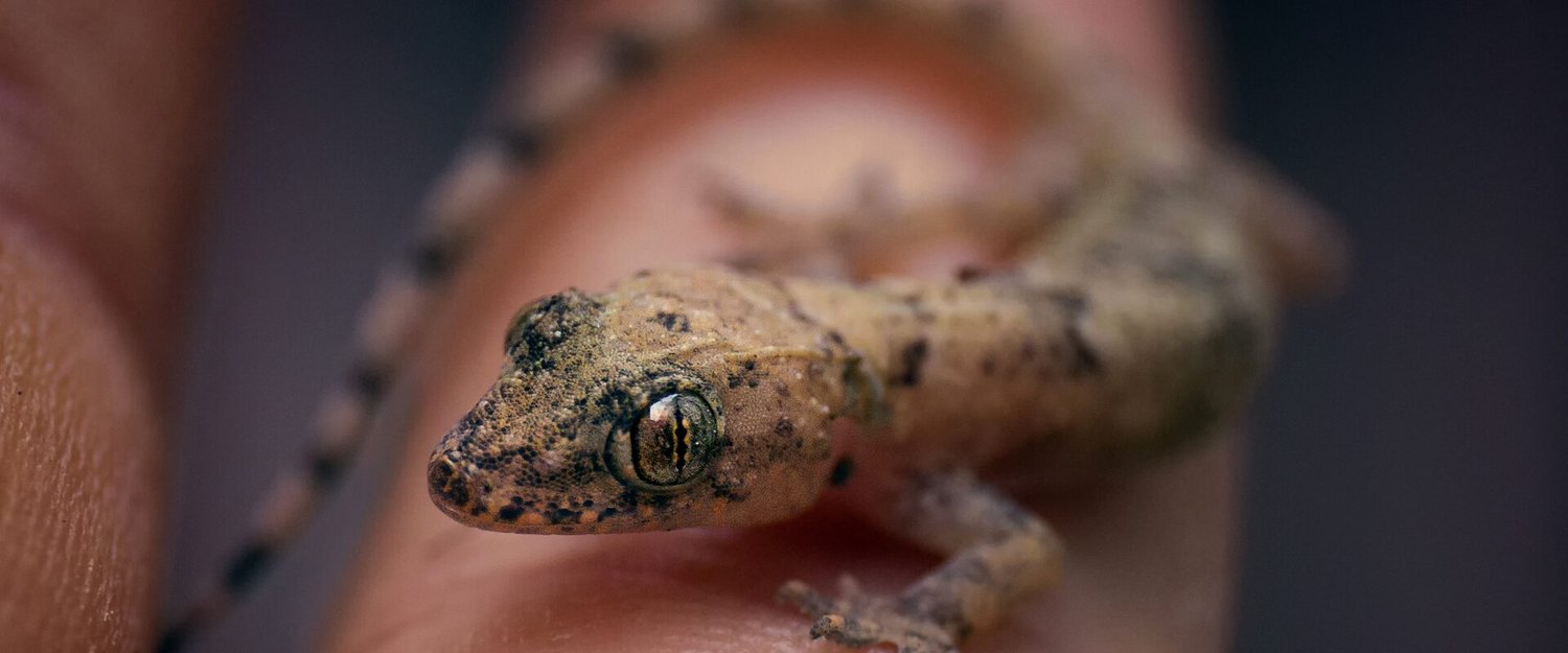 Hukum membunuh cicak / Freepik