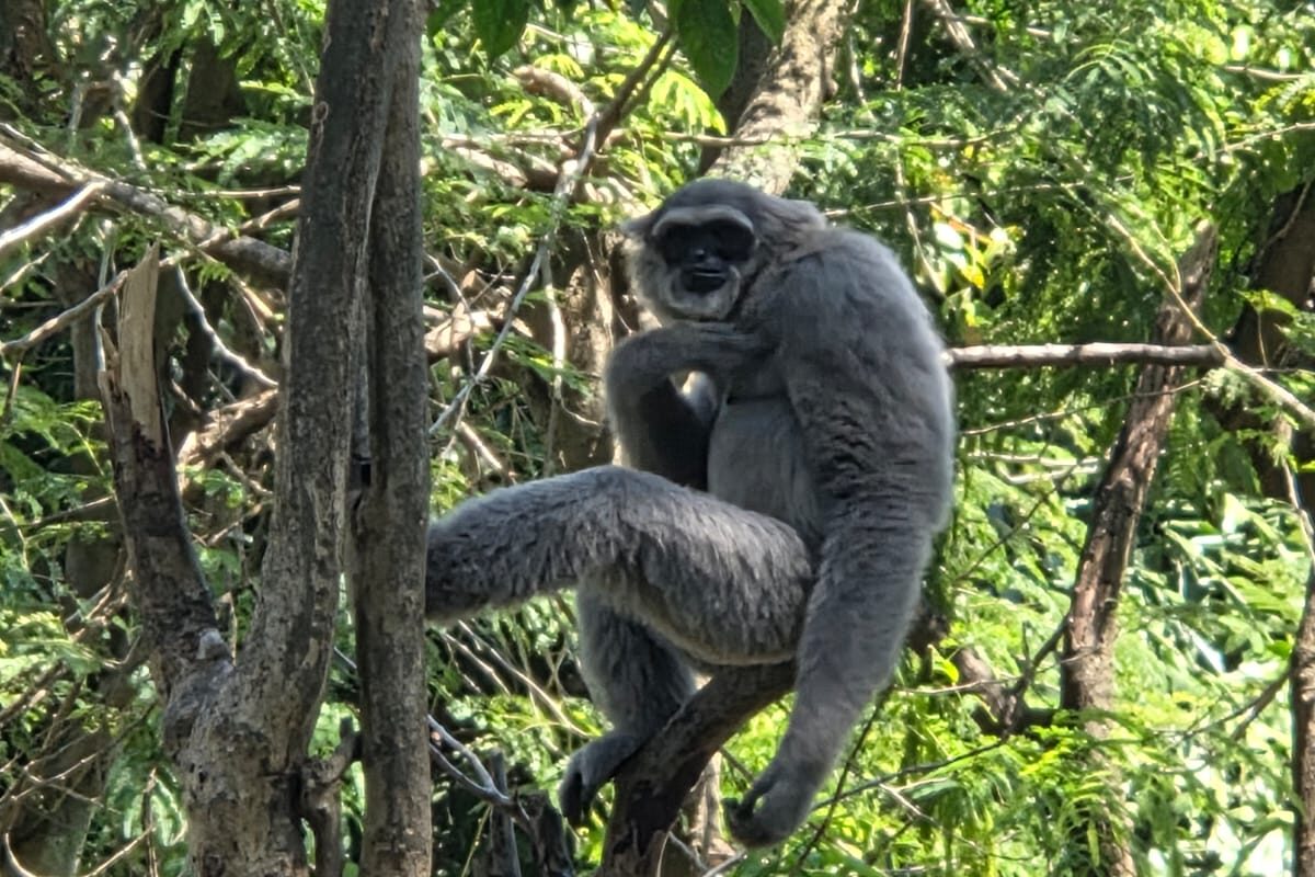 Orangutan duduk di dahan pohon di tengah hutan yang rimbun