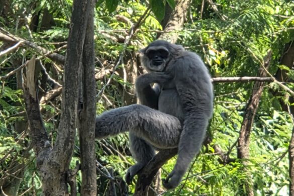 Orangutan duduk di dahan pohon di tengah hutan yang rimbun